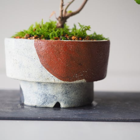唐楓（トウカエデ）  W19 cm × H 19cm