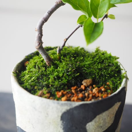 瑠璃瓢箪（ルリビョウタン)　サイズ：Ｗ22cm×Ｈ23cm