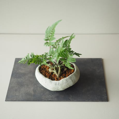 石化常盤忍(セッカトキワシノブ)A  サイズ：Ｗ17cm×Ｈ20cm