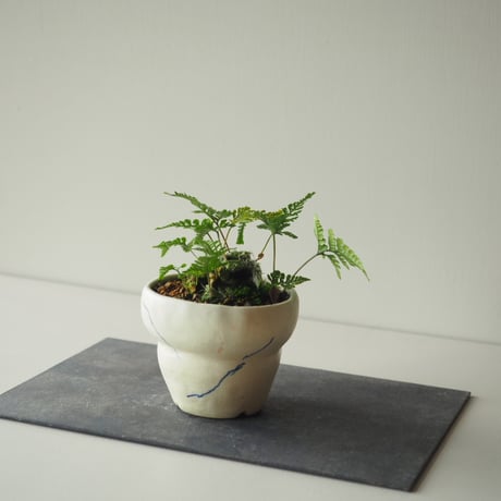石化常盤忍(セッカトキワシノブ)c  サイズ：Ｗ15cm×Ｈ13cm