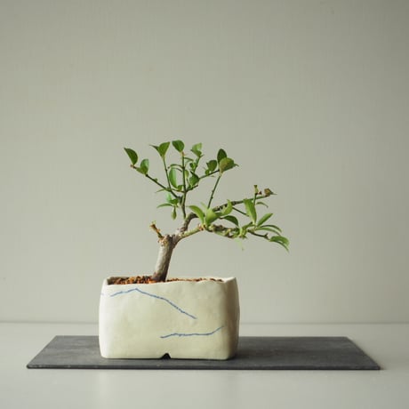 真弓（マユミ)　サイズ：Ｗ15cm×Ｈ18cm