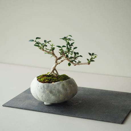黄梅(オウバイ)  サイズ：Ｗ16cm×Ｈ15cm
