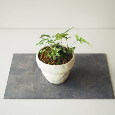 石化常盤忍(セッカトキワシノブ)c  サイズ：Ｗ15cm×Ｈ13cm