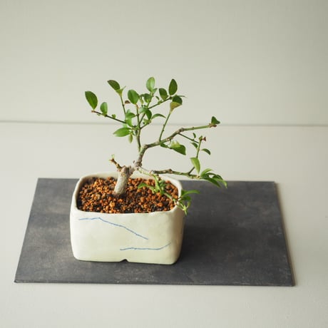 真弓（マユミ)　サイズ：Ｗ15cm×Ｈ18cm