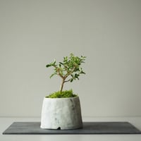 白丁花（ハクチョウゲ)　サイズ：Ｗ11cm×Ｈ16cm
