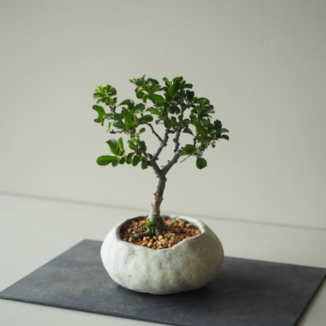 長寿梅（チョウジュバイ)　サイズ：Ｗ13cm×Ｈ20cm