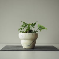 石化常盤忍(セッカトキワシノブ)c  サイズ：Ｗ15cm×Ｈ13cm