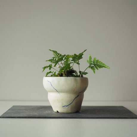 石化常盤忍(セッカトキワシノブ)c  サイズ：Ｗ15cm×Ｈ13cm