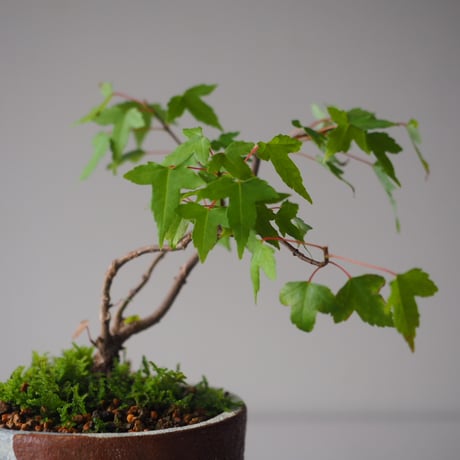 唐楓（トウカエデ）  W19 cm × H 19cm