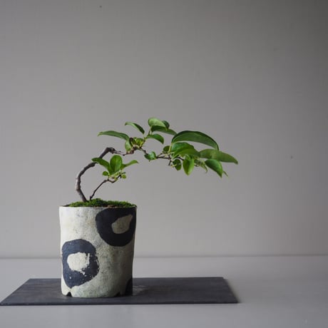 瑠璃瓢箪（ルリビョウタン)　サイズ：Ｗ22cm×Ｈ23cm