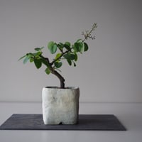 熊柳[クマヤナギ］　サイズ：Ｗ15cm×Ｈ26cm