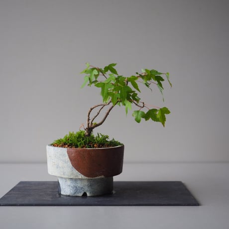 唐楓（トウカエデ）  W19 cm × H 19cm