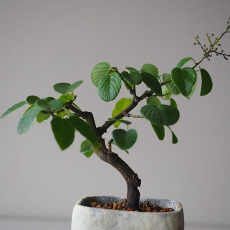 熊柳[クマヤナギ］　サイズ：Ｗ15cm×Ｈ26cm