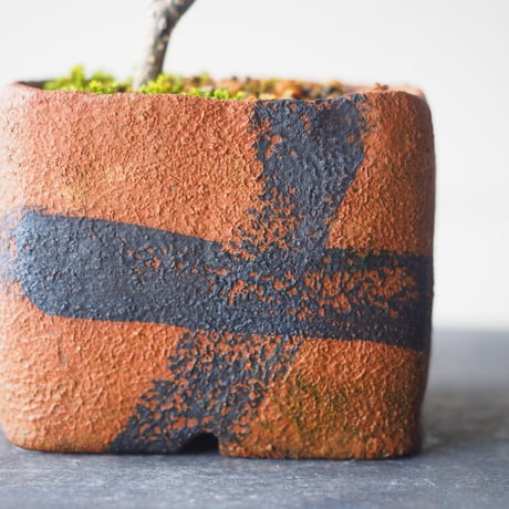 実山椒(ミザンショウ)　サイズ：Ｗ16cm×19cm