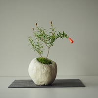 姫柘榴（ヒメザクロ)　サイズ：Ｗ17cm×Ｈ23cm