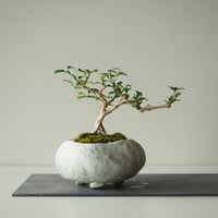 黄梅(オウバイ)  サイズ：Ｗ16cm×Ｈ15cm