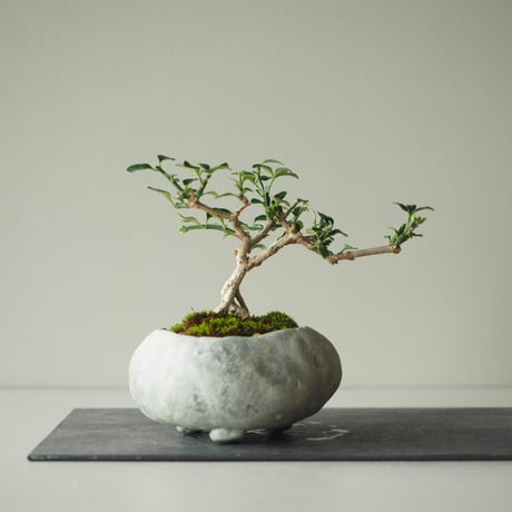 黄梅(オウバイ)  サイズ：Ｗ16cm×Ｈ15cm