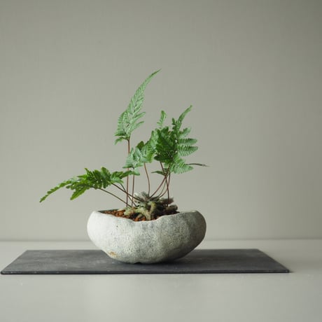 石化常盤忍(セッカトキワシノブ)A  サイズ：Ｗ17cm×Ｈ20cm