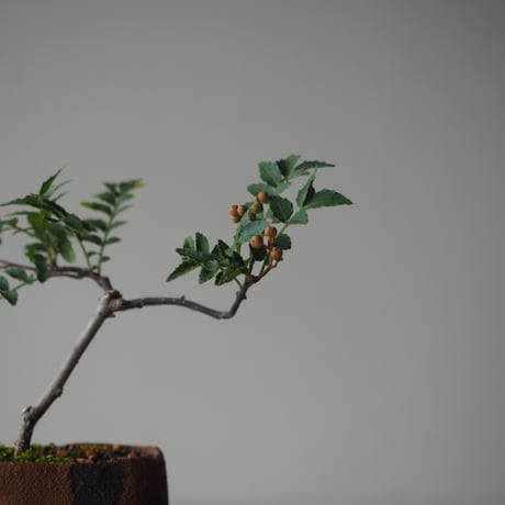 実山椒(ミザンショウ)　サイズ：Ｗ16cm×19cm