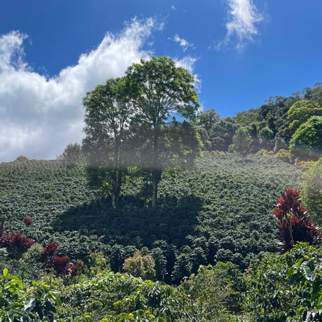 HONDURAS FINCA LOS CEDROS MIGUEL SAGASTUME FILTER ROAST 200g