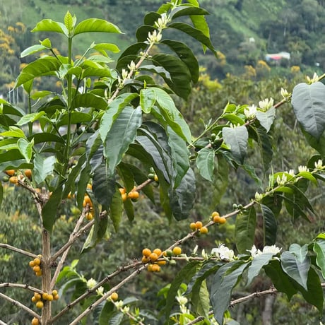 COLOMBIA BUENA VISTA ASTRID MEDINA YELLOW CATURRA FILTER ROAST 200g