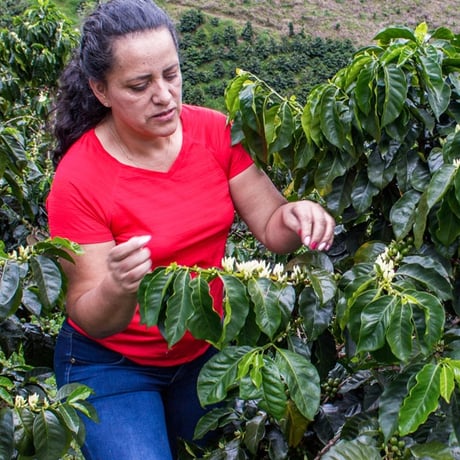 COLOMBIA BUENA VISTA ASTRID MEDINA YELLOW CATURRA FILTER ROAST 200g