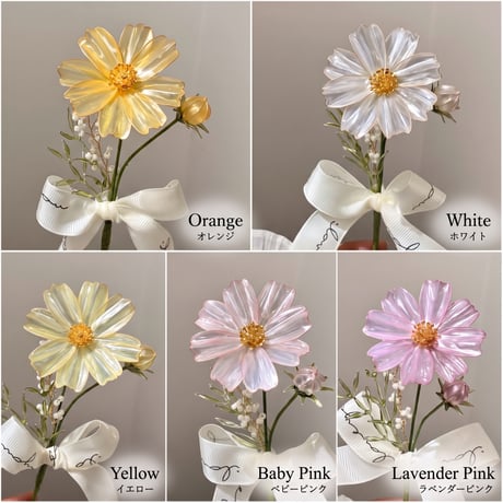 𝗖𝗼𝘀𝗺𝗼𝘀🌼 𝗮𝗿𝗿𝗮𝗻𝗴𝗲𝗺𝗲𝗻𝘁