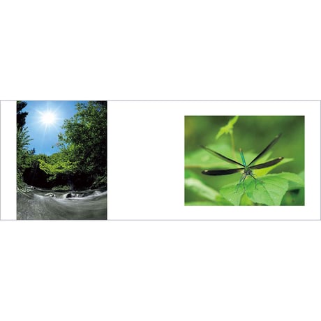写真集『Dragonfly Boy』田中 博／サイン入り