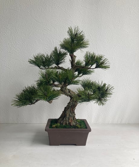 CATEGORY 青木悦子 | クラフト盆栽美術館 Artcraft Bonsai