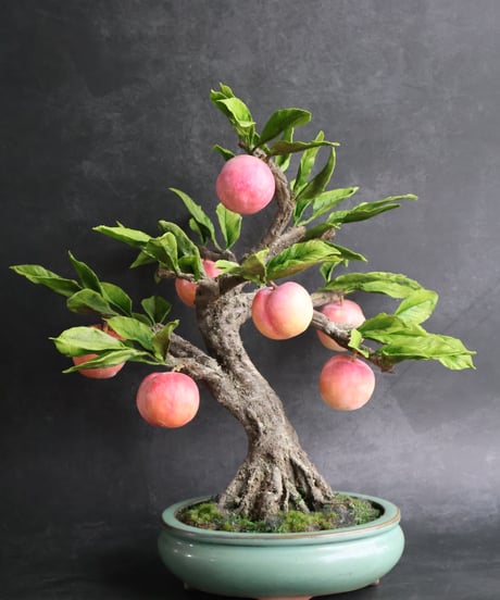 CATEGORY 青木悦子 | クラフト盆栽美術館 Artcraft Bonsai