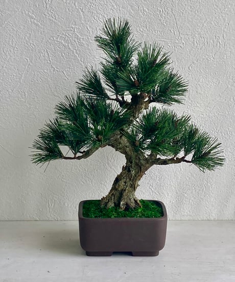 CATEGORY 松柏 | クラフト盆栽美術館 Artcraft Bonsai