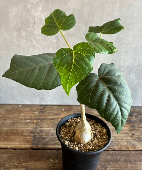 CATEGORY 植物 | 奇妙な植物園