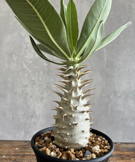 CATEGORY 植物 | 奇妙な植物園