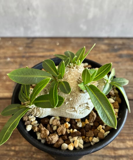 CATEGORY 植物 | 奇妙な植物園