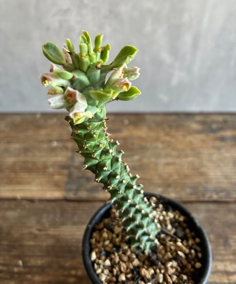CATEGORY 植物 | 奇妙な植物園