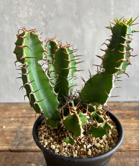 CATEGORY 植物 | 奇妙な植物園
