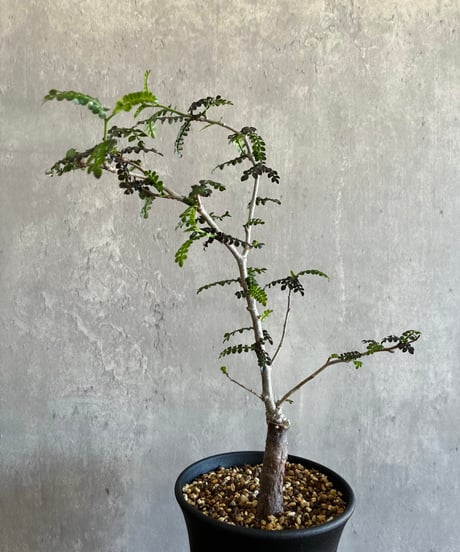 CATEGORY 植物 | 奇妙な植物園