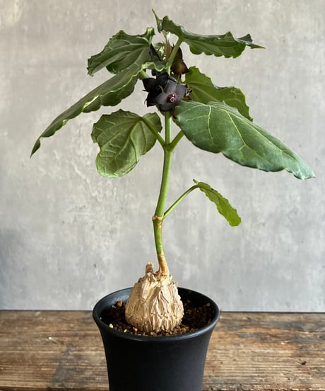 CATEGORY 植物 | 奇妙な植物園