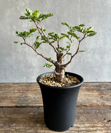 CATEGORY 植物 | 奇妙な植物園