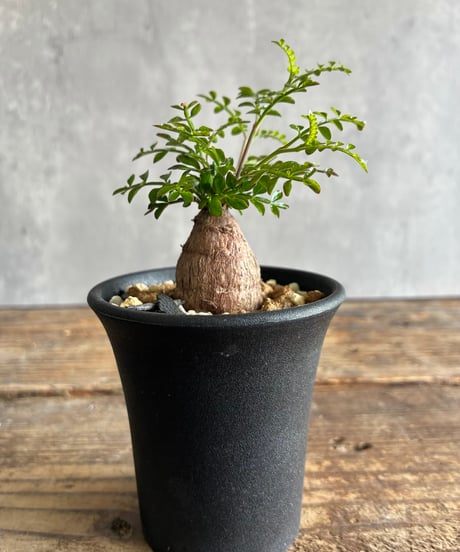 CATEGORY 植物 | 奇妙な植物園