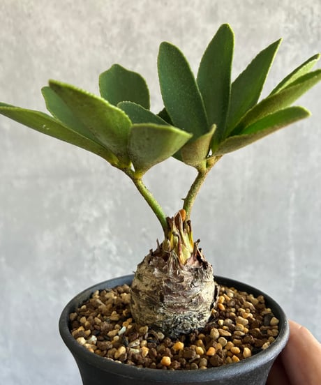 CATEGORY 植物 | 奇妙な植物園