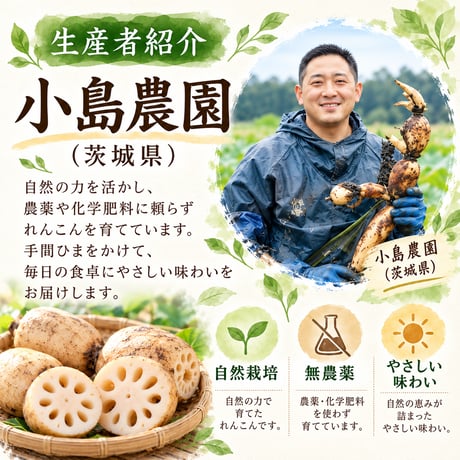 [茨城県産]自然栽培れんこん　500g/1kg/3kg