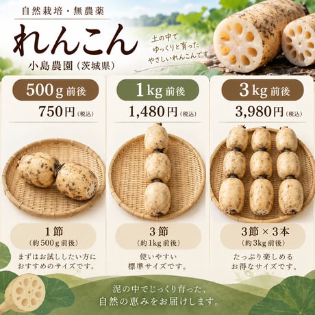[茨城県産]自然栽培れんこん　500g/1kg/3kg