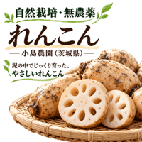 [茨城県産]自然栽培れんこん　500g/1kg/3kg