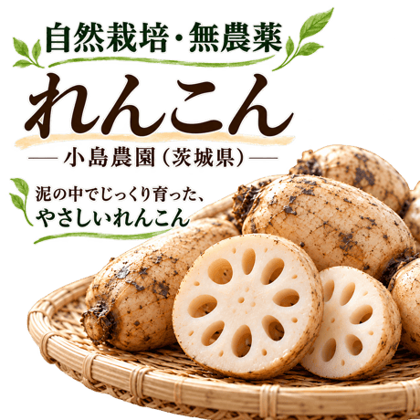 [茨城県産]自然栽培れんこん　500g/1kg/3kg