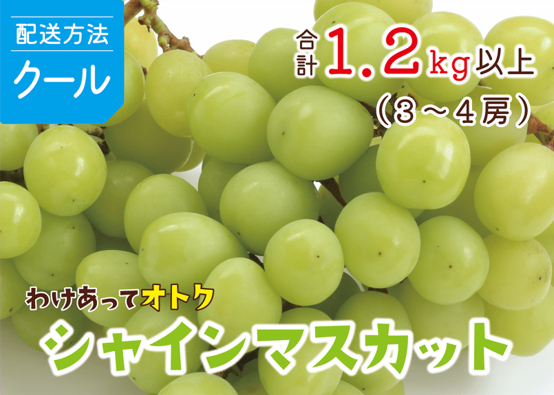 クール便】シャインマスカット・わけあってオトク♪ 1．2kg以上