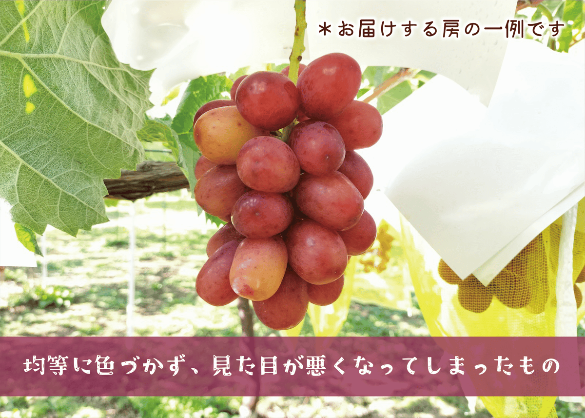 クール便】シャインマスカット＆クイーンルージュ・わけあってオトク
