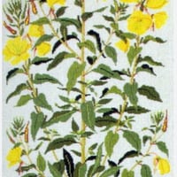 『月見草』30-4062.02