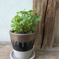 アロマティカス　虫よけハーブ