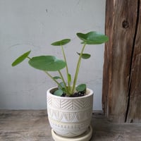 ピレア　ペペロミオイデス